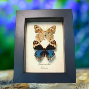 Blue Pansy Butterfly Junonia orithya Set Framed Butterflies Moonlight Display