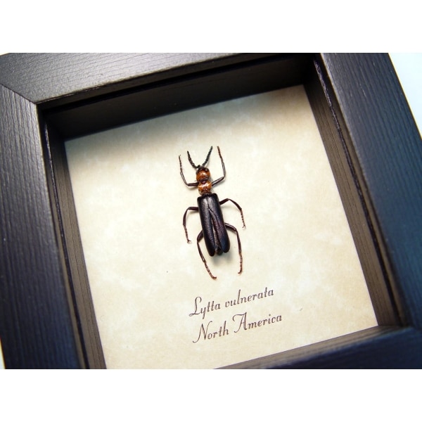 Lytta vulnerata Blister Beetle Red Headed Insect ooak