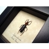 Epicauta vittata Striped Blister Beetle Old Fashioned Potato Beetle Framed Taxidermy Display ooak