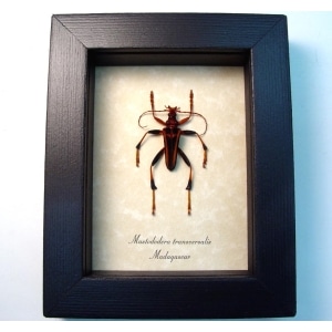 Mastododera transversalis Creepy Insect Red Devil Madagascar Beetle Framed Taxidermy Display