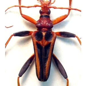 Mastododera transversalis Creepy Insect Red Devil Madagascar Beetle Framed Taxidermy Display