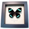 Nessaea hewitsoni Hewitson's Olivewing Blue Butterfly Framed Taxidermy Display