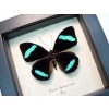 Nessaea hewitsoni Hewitson's Olivewing Blue Butterfly Framed Taxidermy Display