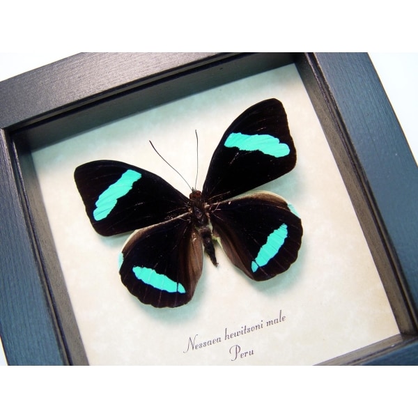 Nessaea hewitsoni Hewitson's Olivewing Blue Butterfly Framed Taxidermy Display