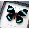 Nessaea hewitsoni Hewitson's Olivewing Blue Butterfly Framed Taxidermy Display