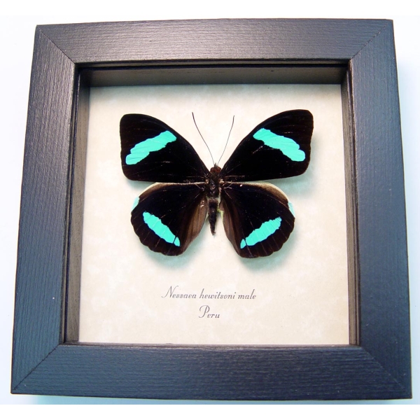 Nessaea hewitsoni Hewitson's Olivewing Blue Butterfly Framed Taxidermy Display