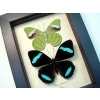 Nessaea hewitsoni Set Butterflies Hewitson's Olivewing Green Leaf Mimic Butterfly Taxidermy