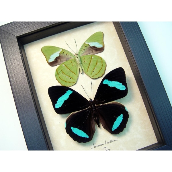 Nessaea hewitsoni Set Butterflies Hewitson's Olivewing Green Leaf Mimic Butterfly Taxidermy