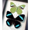 Nessaea hewitsoni Set Butterflies Hewitson's Olivewing Green Leaf Mimic Butterfly Taxidermy