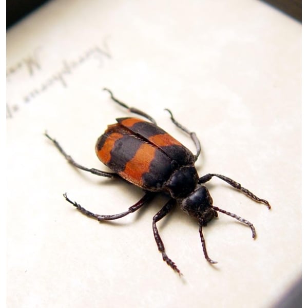 Nicrophorus Blister Beetle Red Black Insect ooak