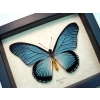Framed Blue African Butterfly Papilio zalmoxis Taxidermy Display