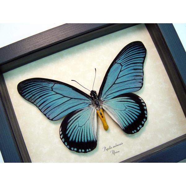 Framed Blue African Butterfly Papilio zalmoxis Taxidermy Display