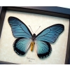 Framed Blue African Butterfly Papilio zalmoxis Taxidermy Display