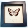 Parantica vitrina vitrina Glassy Tiger Glasswing Butterfly Framed Taxidermy