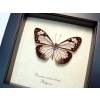Parantica vitrina vitrina Glassy Tiger Glasswing Butterfly
