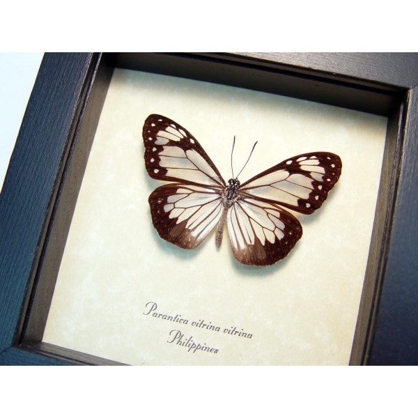 Parantica vitrina vitrina Glassy Tiger Glasswing Butterfly