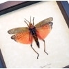 Phymateus saxosus Rainbow Milkweed Locust Pink Madagascar Grasshopper Framed Taxidermy Display