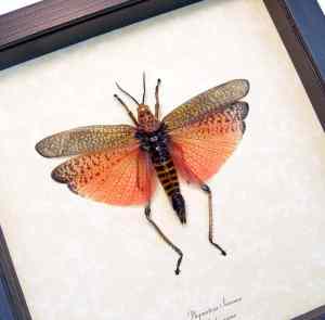 Phymateus saxosus Rainbow Milkweed Locust Pink Madagascar Grasshopper Framed Taxidermy Display