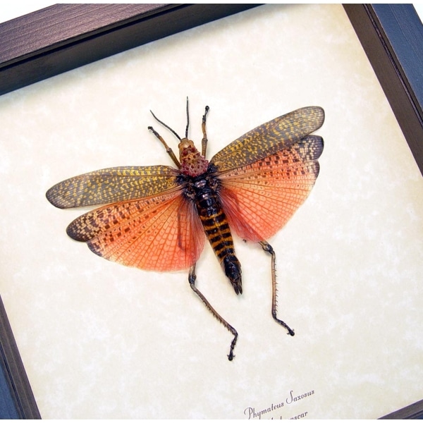 Phymateus saxosus Rainbow Milkweed Locust Pink Madagascar Grasshopper Framed Taxidermy Display
