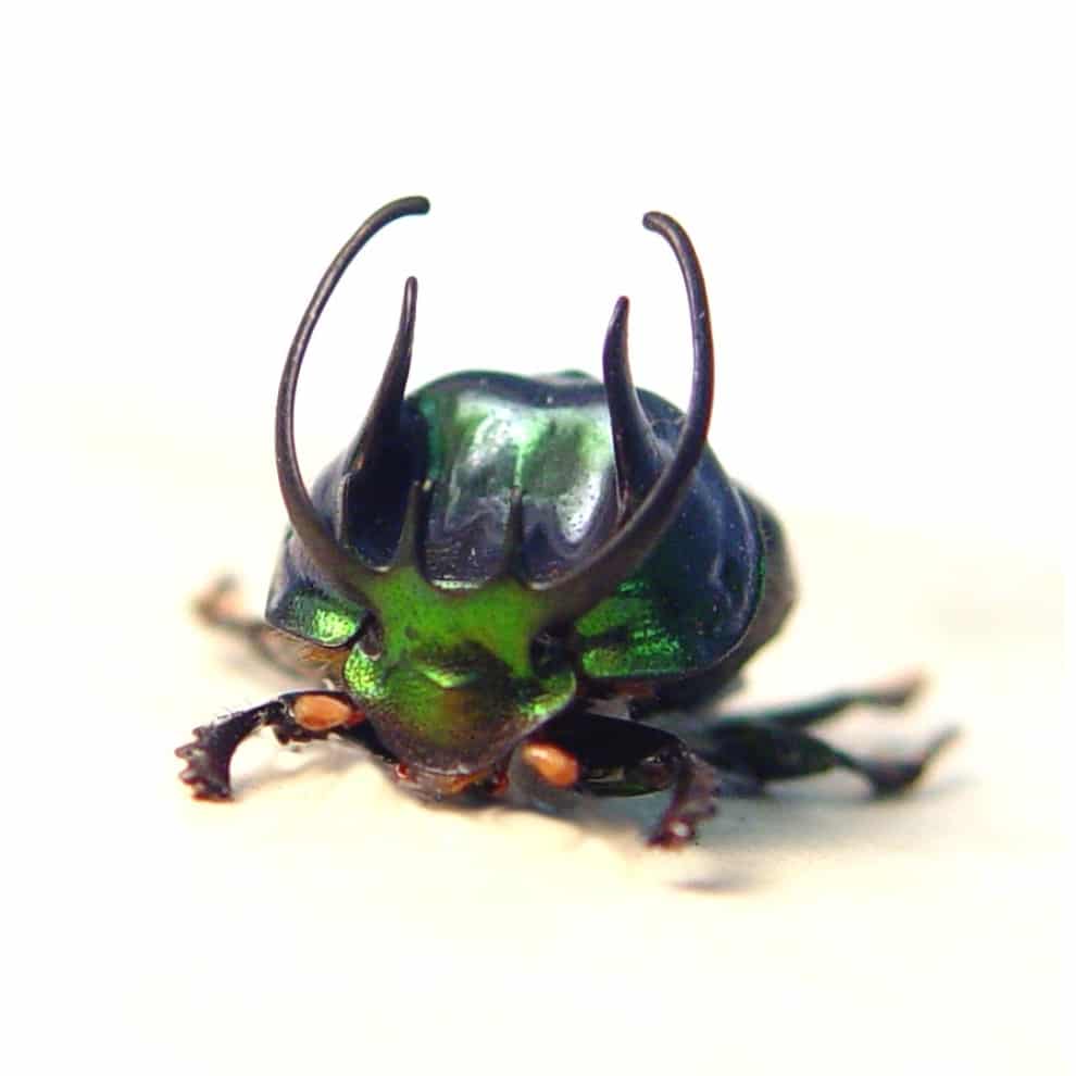 Proagoderus sexcornutus Antler Beetle Devil Horned Scarab Beetles Framed Taxidermy Display