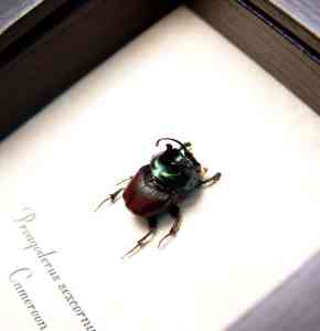 Proagoderus sexcornutus Antler Beetle Devil Horned Scarab Beetles Framed Taxidermy Display