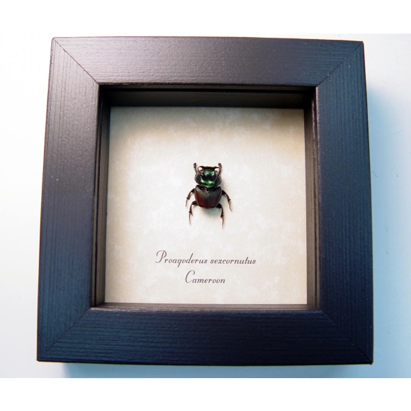 Proagoderus sexcornutus Antler Beetle Devil Horned Scarab Beetles Framed Taxidermy Display
