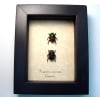 Proagoderus sexcornutus Antler Beetle Devil Horned Scarab Beetles Framed Taxidermy Display