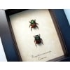 Proagoderus sexcornutus Antler Beetle Devil Horned Scarab Beetles Framed Taxidermy Display