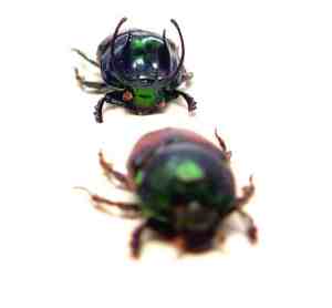 Proagoderus sexcornutus Antler Beetle Devil Horned Scarab Beetles Framed Taxidermy Display