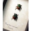 Proagoderus sexcornutus Antler Beetle Devil Horned Scarab Beetles Framed Taxidermy Display