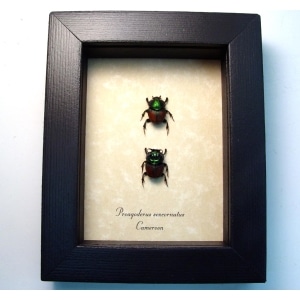 Proagoderus sexcornutus Antler Beetle Devil Horned Scarab Beetles Framed Taxidermy Display