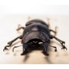 Prosopocoilus serricornis Madagascar Stag Beetle Scary Mandibles Framed Taxidermy Display