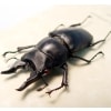 Prosopocoilus serricornis Madagascar Stag Beetle Scary Mandibles Framed Taxidermy Display