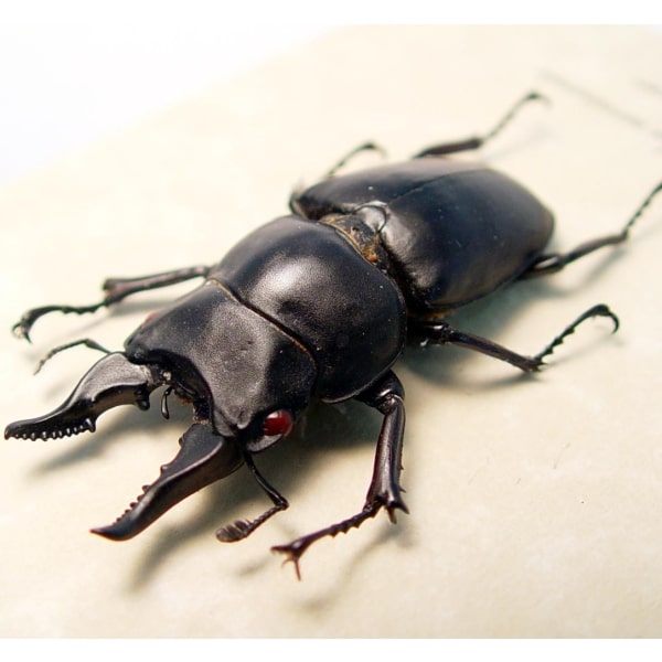 Prosopocoilus serricornis Madagascar Stag Beetle Scary Mandibles Framed Taxidermy Display