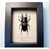 Prosopocoilus serricornis Madagascar Stag Beetle Scary Mandibles Framed Taxidermy Display