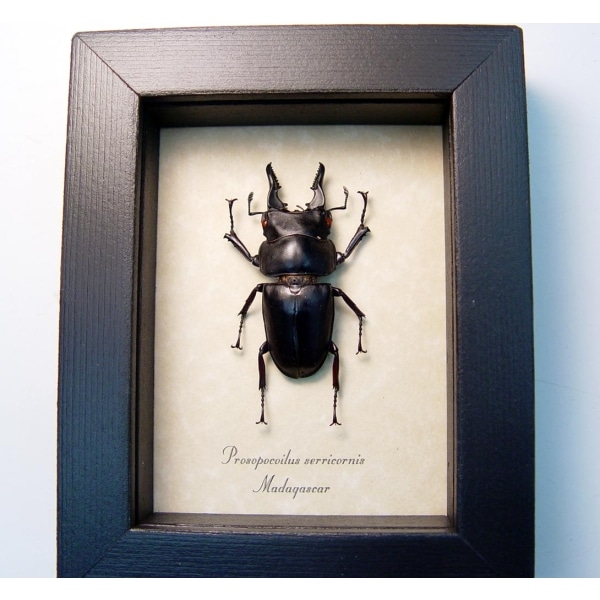 Prosopocoilus serricornis Madagascar Stag Beetle Scary Mandibles Framed Taxidermy Display