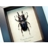 Prosopocoilus serricornis Madagascar Stag Beetle Scary Mandibles Framed Taxidermy Display