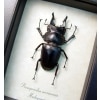 Prosopocoilus serricornis Madagascar Stag Beetle Scary Mandibles Framed Taxidermy Display