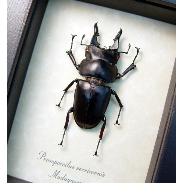 Prosopocoilus serricornis Madagascar Stag Beetle Scary Mandibles Framed Taxidermy Display