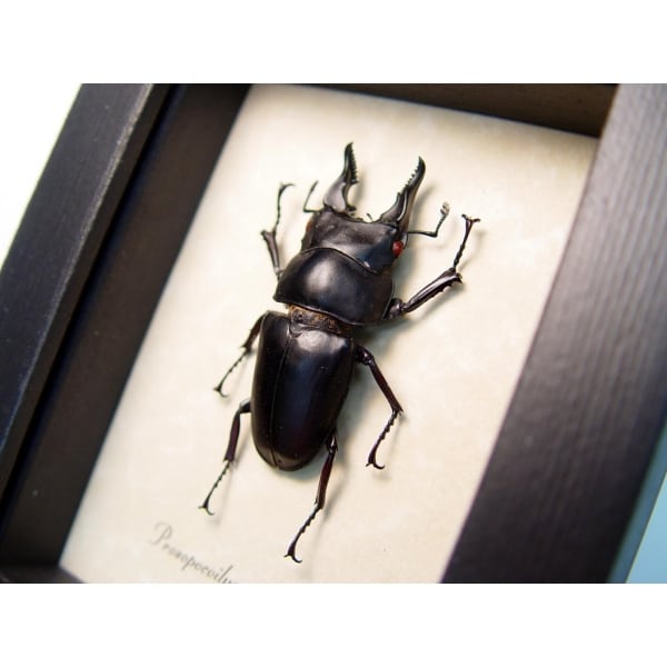 Prosopocoilus serricornis Madagascar Stag Beetle Scary Mandibles Framed Taxidermy Display