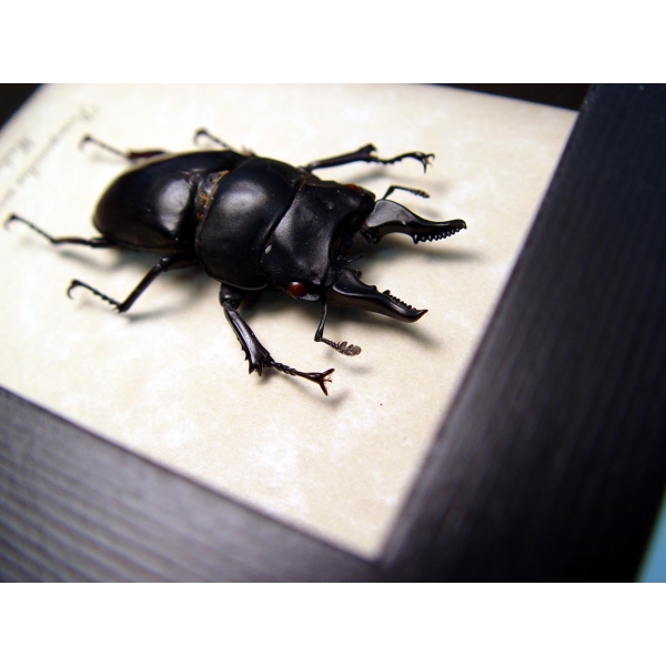 Prosopocoilus serricornis Madagascar Stag Beetle Scary Mandibles Framed Taxidermy Display