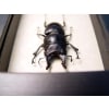 Prosopocoilus serricornis Madagascar Stag Beetle Scary Mandibles Framed Taxidermy Display