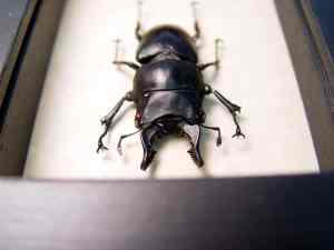 Prosopocoilus serricornis Madagascar Stag Beetle Scary Mandibles Framed Taxidermy Display