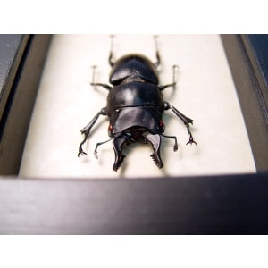 Prosopocoilus serricornis Madagascar Stag Beetle Scary Mandibles Framed Taxidermy Display