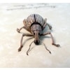 Rhinoscapha striatopunctata Glowing Peach Weevil Beetle Framed Taxidermy