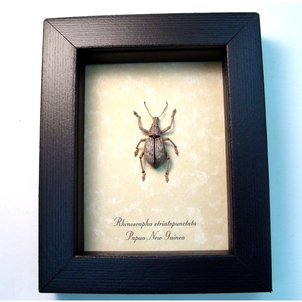 Rhinoscapha striatopunctata Glowing Peach Weevil Beetle Framed Taxidermy Rhinoscapha striatopunctata Glowing Peach Weevil Beetle Framed Taxidermy