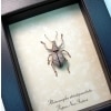 Rhinoscapha striatopunctata Glowing Peach Weevil Beetle Framed Taxidermy