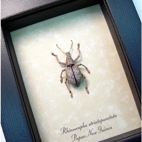 Rhinoscapha striatopunctata Glowing Peach Weevil Beetle Framed Taxidermy