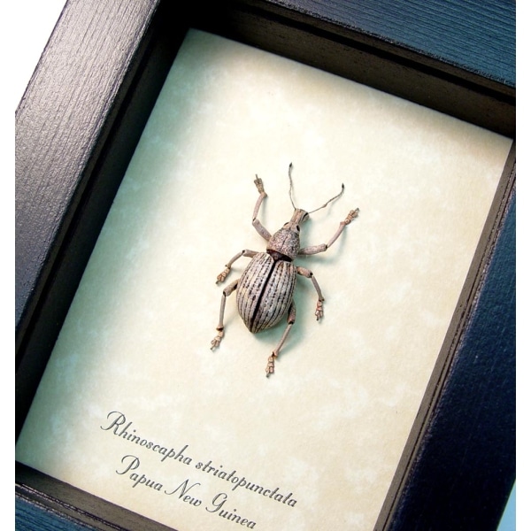 Rhinoscapha striatopunctata Glowing Peach Weevil Beetle Framed Taxidermy