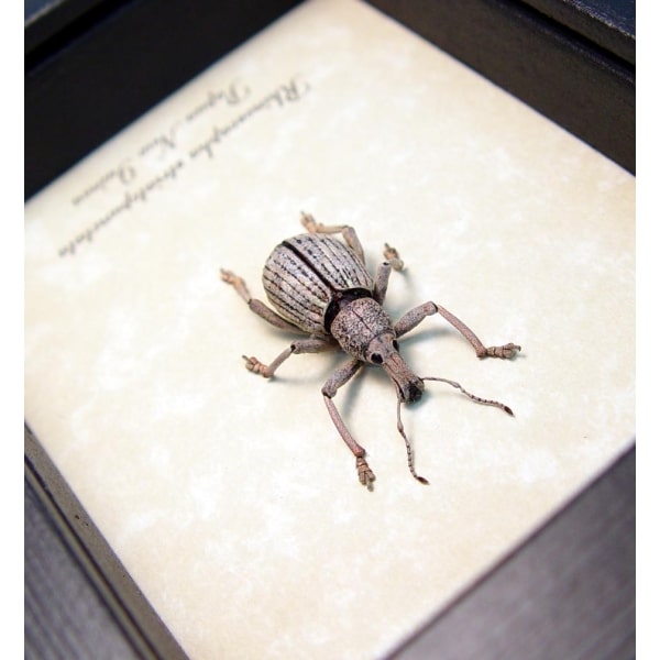 Rhinoscapha striatopunctata Glowing Peach Weevil Beetle Framed Taxidermy